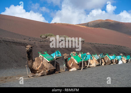 Kamele in vulkanischen Nationalpark Timanfaya auf Lanzarote, Kanarische Inseln Stockfoto