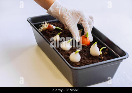 Wachsende Tulpen zu Hause. Tulpenzwiebeln gekeimt. Frauen behandschuhten Hände Werk Tulpenzwiebeln in die Erde. Stockfoto