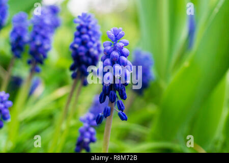 Nahaufnahme einer blaue Traubenhyazinthen (Muscari) in einem Garten. Stockfoto