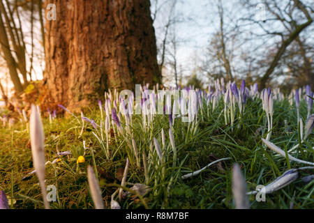 In der Nähe von Lilac Crocus Blumen an einem sonnigen Morgen. Stockfoto