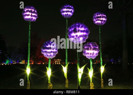 Glow 2018 Alliums auf sieben Hektar. RHS Garden Wisley, Woking, Surrey, England, UK, Europa. Stockfoto