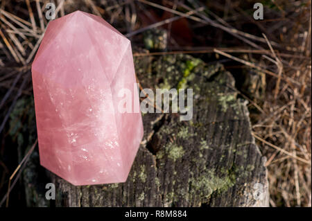 Big Point Stück Rosenquarz stehend auf einem alten Baum im Wald im Herbst Stockfoto
