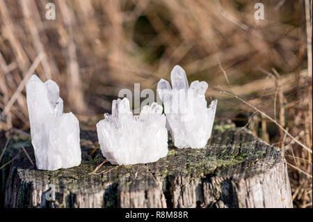 3 kleine weiße Quarze stehend auf einen alten Baum in der Sonne im Herbst Stockfoto