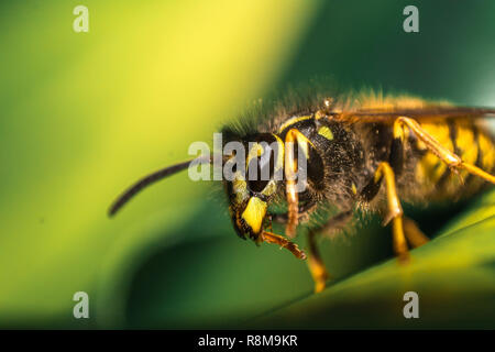 Detaillierte Ansicht von Gelb Makro Wasp mit Flügeln auf grünem Blatt Stockfoto