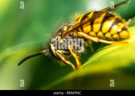 Detaillierte Ansicht von Gelb Makro Wasp mit Flügeln auf grünem Blatt Stockfoto