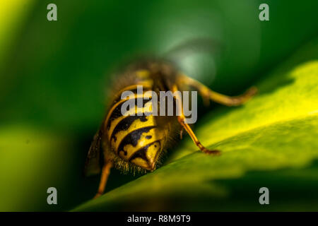 Detaillierte Ansicht von Gelb Makro Wasp mit Flügeln auf grünem Blatt Stockfoto