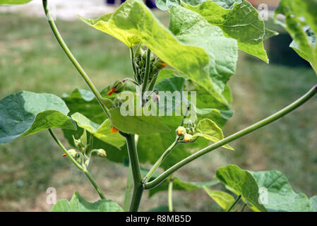 Große sonnenblume Blätter sind von der Sonne beleuchtet. Sichtbar Blattstruktur. Der mächtige Stamm der Pflanze ist im Detail sichtbar. Stockfoto