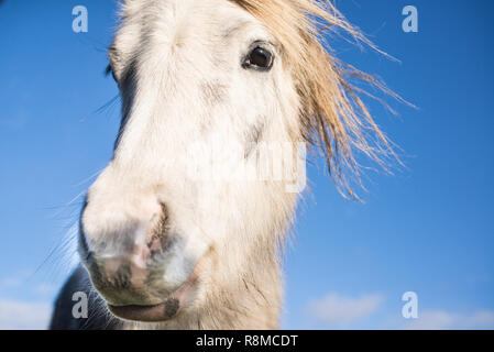 Close up Portrait von White Horse an Kamera suchen Stockfoto