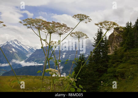 Die Botanischer Alpengarten, Schynige Platte, Berner Oberland, Schweiz, über den Lütschental Tal nach: Schreckhorn, Eiger über Stockfoto