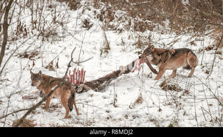 Zwei grau, grau oder timber Wölfe essen Karkasse eines Hirsches. Wildnis im Bieszczady-gebirge, Polen. Das Reh war vergangene Nacht von Wolf Pack getötet Stockfoto