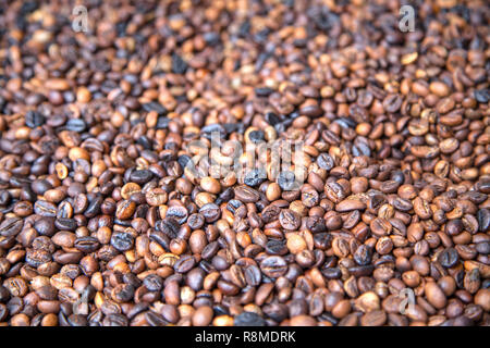 Die berühmten luwak Kaffee in balinesischen Indonesien. Stockfoto