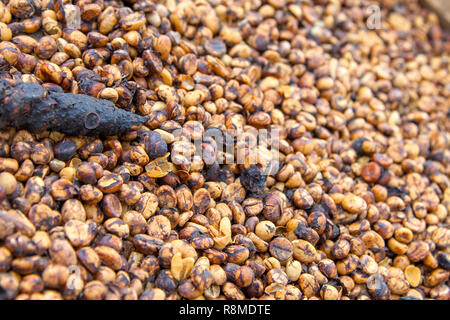 Die berühmten luwak Kaffee in balinesischen Indonesien. Stockfoto