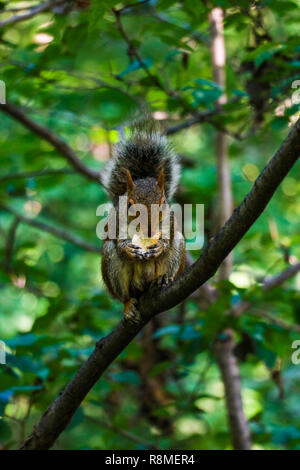 Das kleine Eichhörnchen schlemmen hoch oben in einem Baum