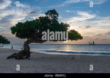 Aruba Beach - divi-divi Baum Eagle Beach Aruba bei Sonnenuntergang und Segelboot - berühmte Divi Divi Bäume/Libidibia coriaria - Hülsenfrüchte heimischen Baum Karibik Stockfoto