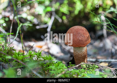 Little Red-capped scaber Stiel Leccinum aurantiacum Stockfoto