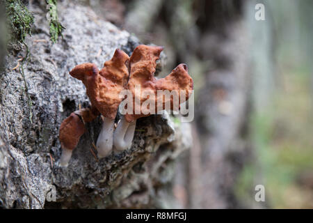 Gyromitra infula, die gemeinhin als die vermummten false Morel oder die Elfin Sattel genannt, ist ein Pilz in der Familie Stockfoto