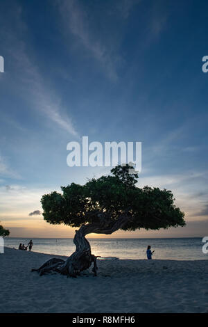 Aruba Beach - divi-divi Baum Eagle Beach Aruba bei Sonnenuntergang - weltberühmte Divi Divi Bäume aka. Libidibia coriaria - eine Hülsenfrucht heimischen Baum Karibik Stockfoto