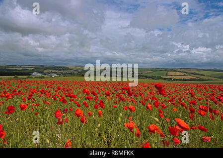 Ein Feld von Mohn - Papaver Rhoeas auf der South Downs National Park, East Sussex, England, Uk, Gb. Stockfoto