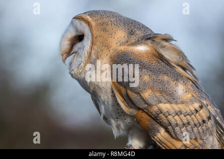 Nahaufnahme von Barn owl Übersicht Detail in den Federn, Schnabel und Augen. In Bedfordshire, UK fotografiert. Stockfoto