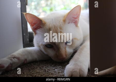 Angry White Cat Stockfoto