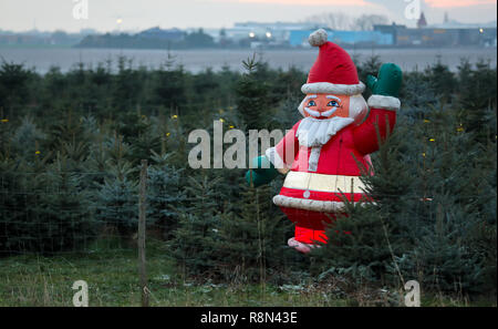 Leipzig, Deutschland. 17 Dez, 2018. Ein Weihnachtsmann steht in einem grünen Weihnachtsbaum Plantage in der Nähe von Leipzig. Die aktuelle mildes Wetter lässt wenig Hoffnung für Schnee am Heiligabend. Kredite: Jan Woitas/dpa-Zentralbild/dpa/Alamy leben Nachrichten Stockfoto