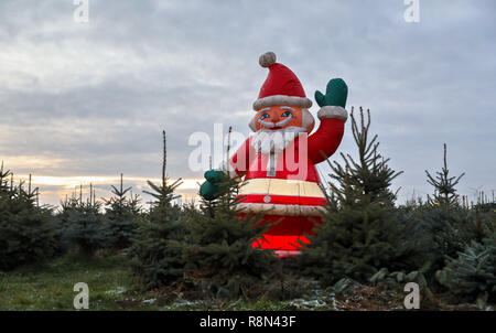 Leipzig, Deutschland. 17 Dez, 2018. Ein Weihnachtsmann steht in einem grünen Weihnachtsbaum Plantage in der Nähe von Leipzig. Die aktuelle mildes Wetter lässt wenig Hoffnung für Schnee am Heiligabend. Kredite: Jan Woitas/dpa-Zentralbild/dpa/Alamy leben Nachrichten Stockfoto