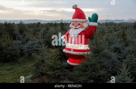 Leipzig, Deutschland. 17 Dez, 2018. Ein Weihnachtsmann steht in einem grünen Weihnachtsbaum Plantage in der Nähe von Leipzig. Die aktuelle mildes Wetter lässt wenig Hoffnung für Schnee am Heiligabend. Kredite: Jan Woitas/dpa-Zentralbild/dpa/Alamy leben Nachrichten Stockfoto