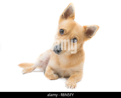 Adorable Enrage Hund mit neugierigen Ausdruck. Hund ist eine Mischung zwischen Jack Russel Terrier und Chihuahua. Stockfoto