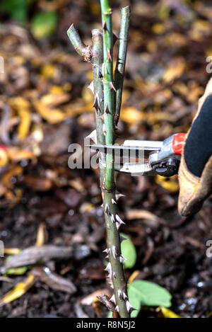 Winter rose Beschneidung Schritt für Schritt Serie. Stockfoto