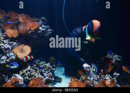 Scuba Diver Reinigung des Aquariums Stockfoto