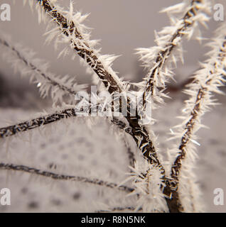 Auf Äste im Winter, Raureif Stockfoto