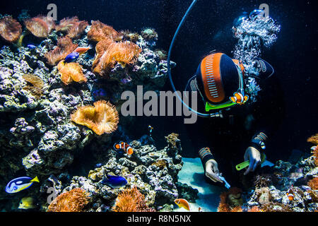 Scuba Diver Reinigung des Aquariums Stockfoto