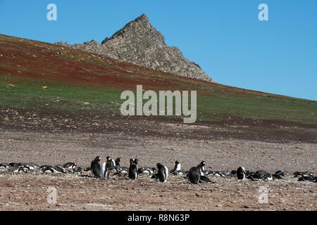 Vereinigtes Königreich, Falkland Inseln, West Falkland Inseln, Kirchturm, Jason Jason. Größte schwarz der tiefsten Albatross Kolonie in den Falkland Inseln. Gentoo Stockfoto