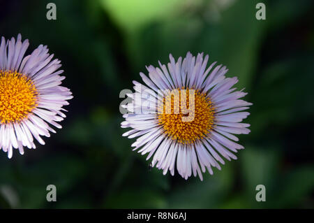 Berufskraut Erigeron "imity "Gänseblümchen auf Anzeige an RHS Garden Harlow Carr, Harrogate, Yorkshire. England, UK. Stockfoto