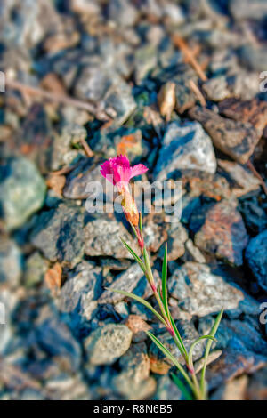 Rosa Nelke Dianthus campestris auf unscharfen Hintergrund close-up Stockfoto