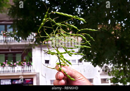 Niederlassung der japanischen Pagode Baum, Akazie, Styphnolobium japonicum oder Sophora japonica mit interessanten Früchte, Stadt Delchevo, Mazedonien, Europa Stockfoto