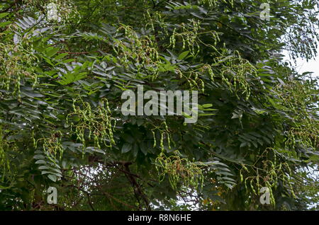 Blick auf japanische Pagode Baum, Akazie, Styphnolobium japonicum oder Sophora japonica mit gefiederten zusammengesetzten Blättern und interessante Früchte, Stadt Delchevo Stockfoto