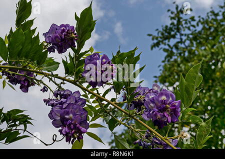 Zweig mit Bündel lila Blüte und Blatt von glyzinien Baum im Garten, Sofia, Bulgarien
