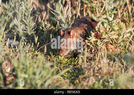 Fluss Ave Ratte zwischen der Vegetation vom Flussufer für Lebensmittel, nördlich von Portugal suchen verkleidet Stockfoto