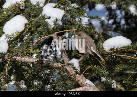 Die dark-eyed Junco im Winter Stockfoto