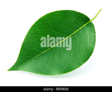 Pear Blatt isoliert auf weißem Stockfoto