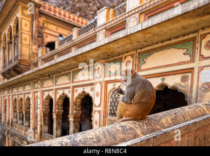 Die Monkey Tempel von galtaji Jaipur Indien Stockfoto
