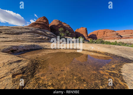 Ephemere Teiche von neue Regen Pool in slickrock Depressionen, entlang der Chesler Park Loop Trail im Needles District des Canyonlands National Par Stockfoto