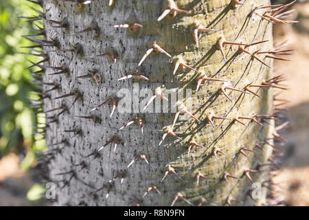Dornen, Stacheln von Kaktus Stamm, Nahaufnahme. Schönheit in der Natur mit gefährlich. Stockfoto