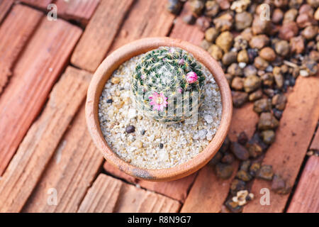 Kleine Mammillaria mit mini Blume blühen in Braun cray Topf auf den braunen Backsteinen. Nahaufnahme. Stockfoto