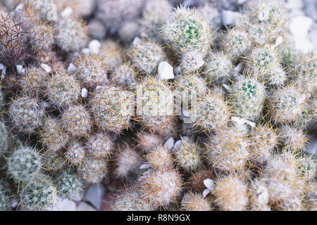 Closeup kleiner Kaktus mit Stacheln, Ansicht von oben, Ansicht von oben. Stockfoto