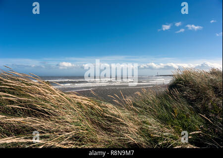 Montrose Bay Angus Schottland seascape mit blauem Himmel und Sicht auf Scurdie Ness Lighthouse. Grasbewachsene Dünen Rahmen im Vordergrund. Stockfoto