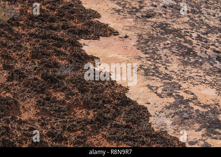 Cryptobiotic soil Crust helfen die Wüste Boden entlang der Chesler Park Loop Trail im Needles District des Canyonlands National Park, U zu stabilisieren Stockfoto