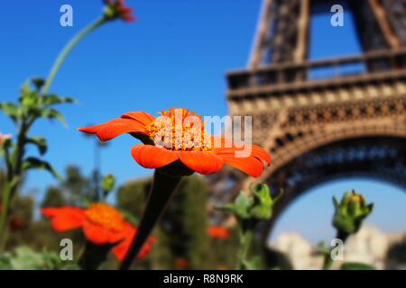 Zarte orange Blumen umgeben den herrlichen La Tour Eiffel Verbesserung ihrer Schönheit. Stockfoto