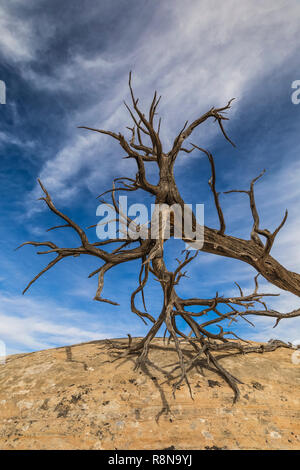 Utah Wacholder, Juniperus osteosperma, abgestorbene Äste entlang der Chesler Park Loop Trail im Needles District des Canyonlands National Park, Utah, Octo Stockfoto